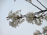 顾村公园樱花 樱花节