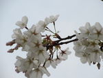 顾村公园樱花   樱花节