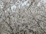 顾村公园樱花   樱花节