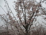 顾村公园樱花   樱花节