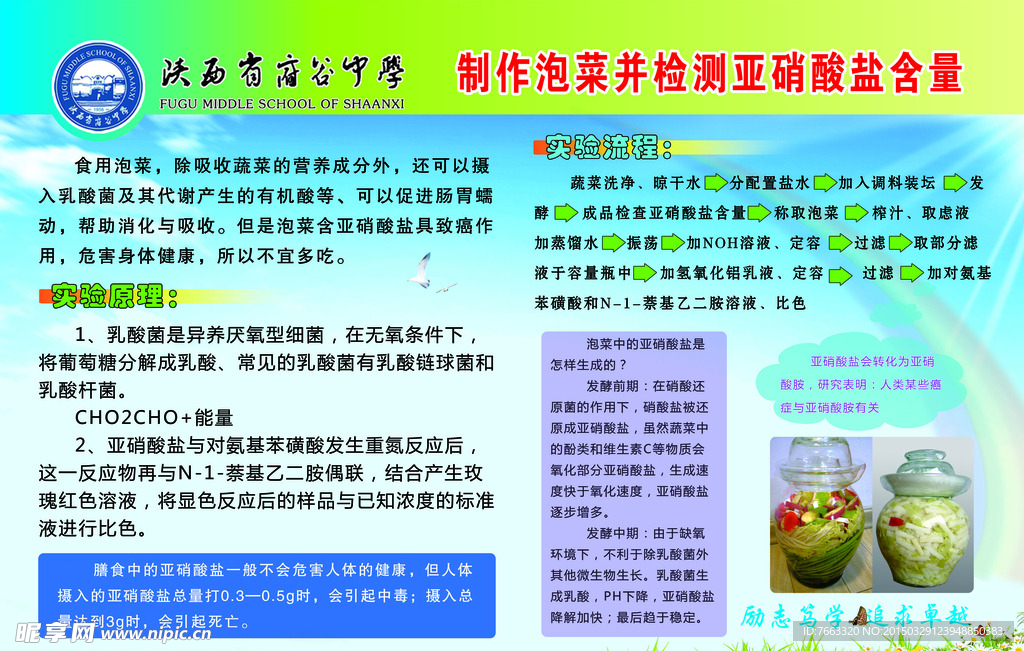 生物展板 制作泡菜