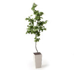 植物