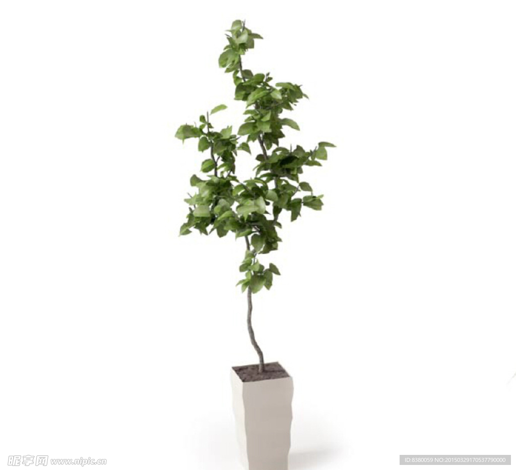 植物
