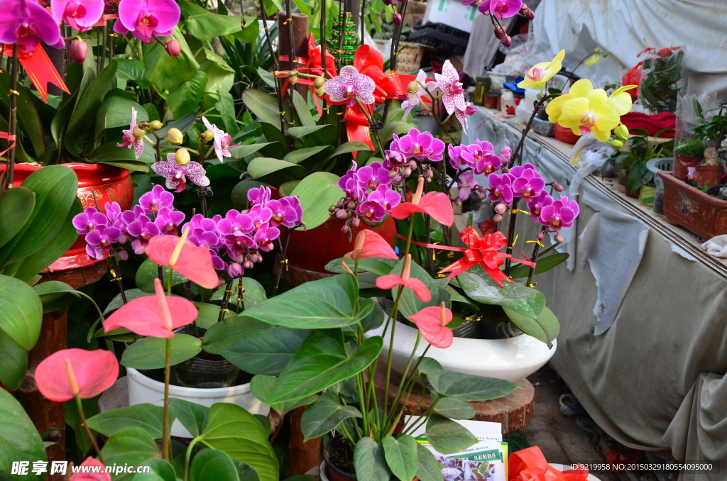 花卉