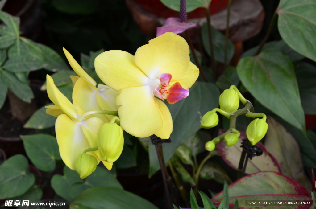 小黄花