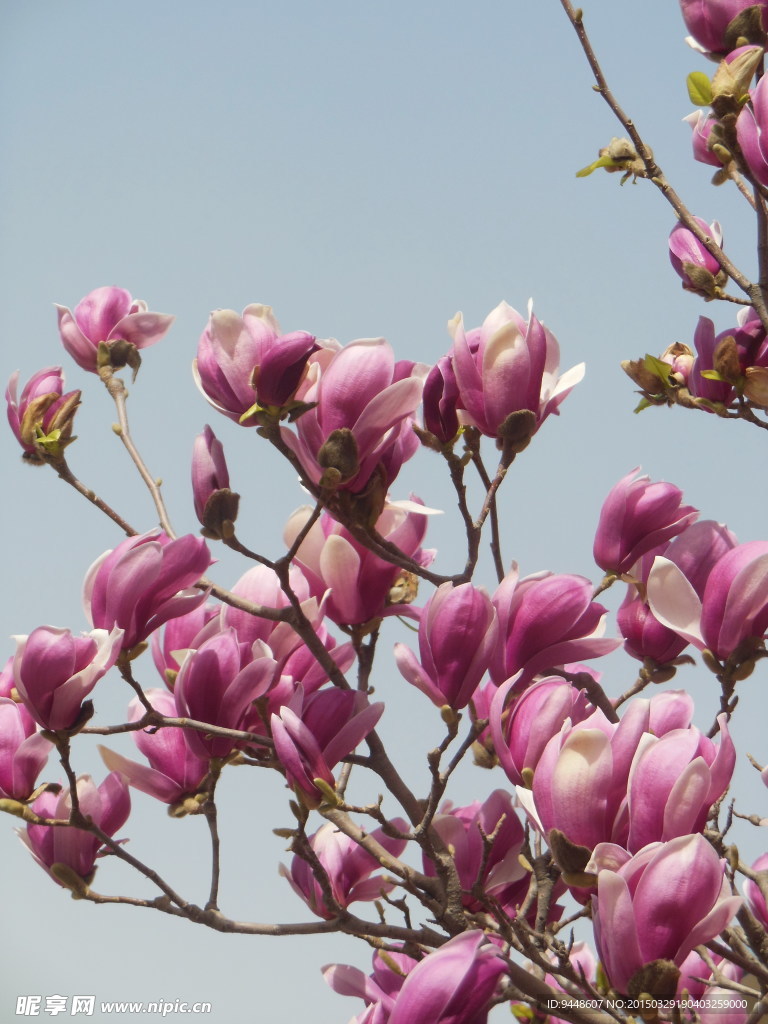 玉兰花