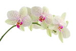 白色兰花