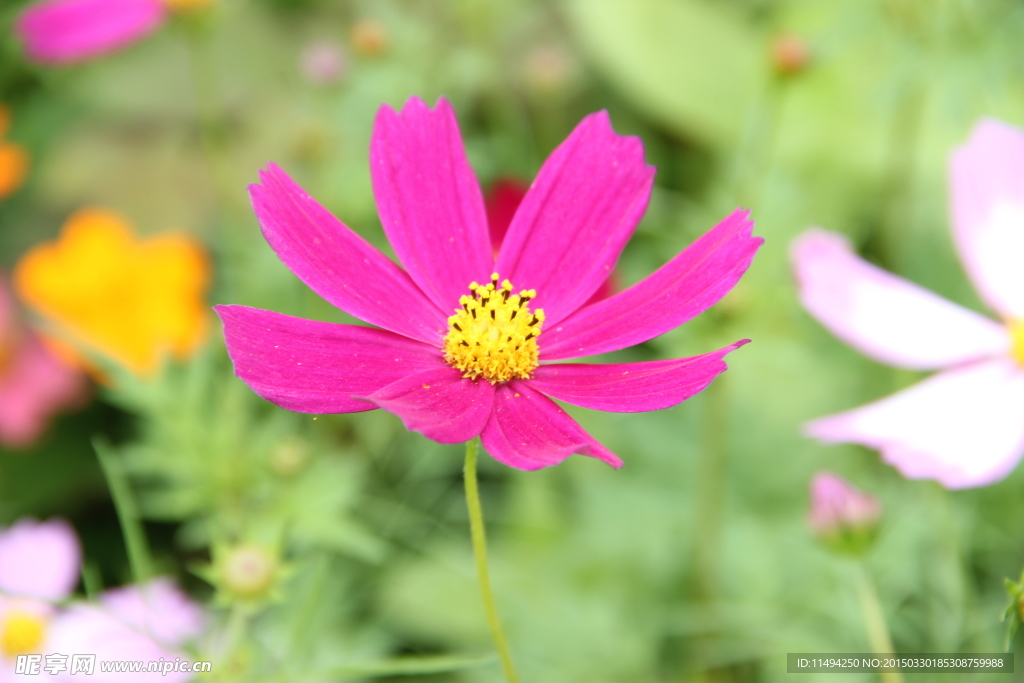 花海