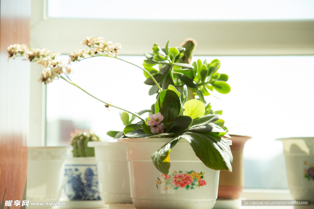 盆景花