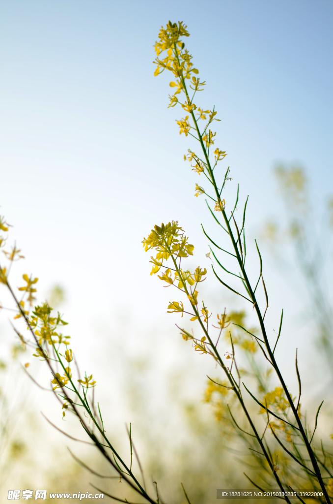 油菜花