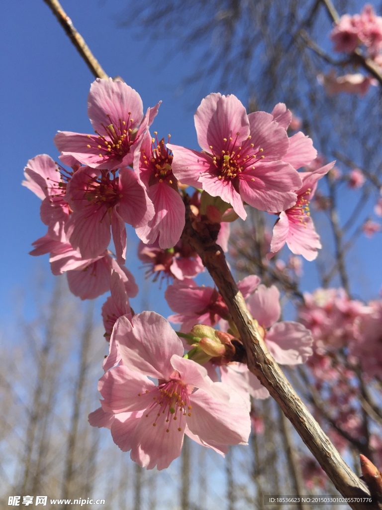 樱花
