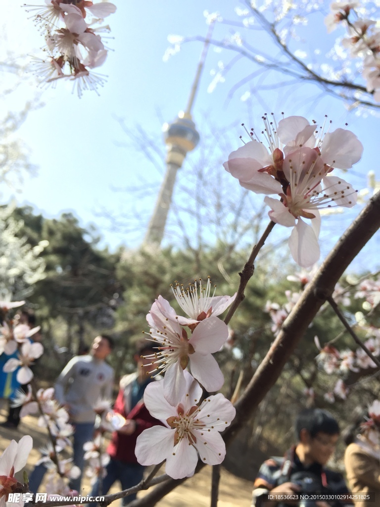 玉渊潭樱花