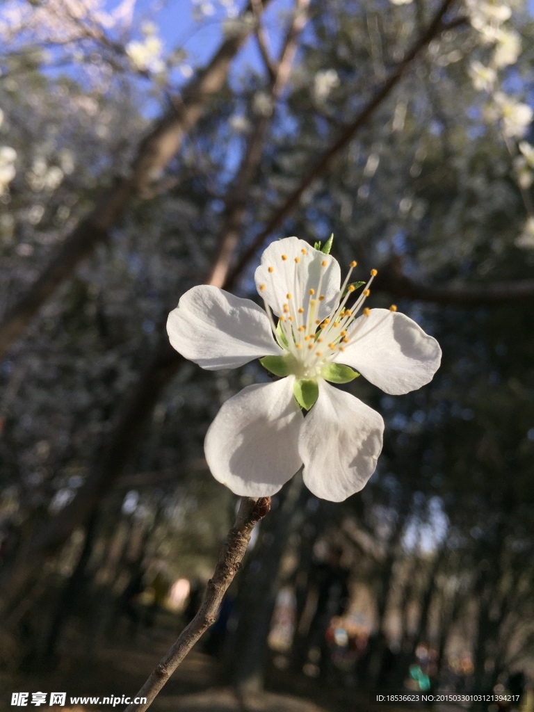 玉渊潭樱花