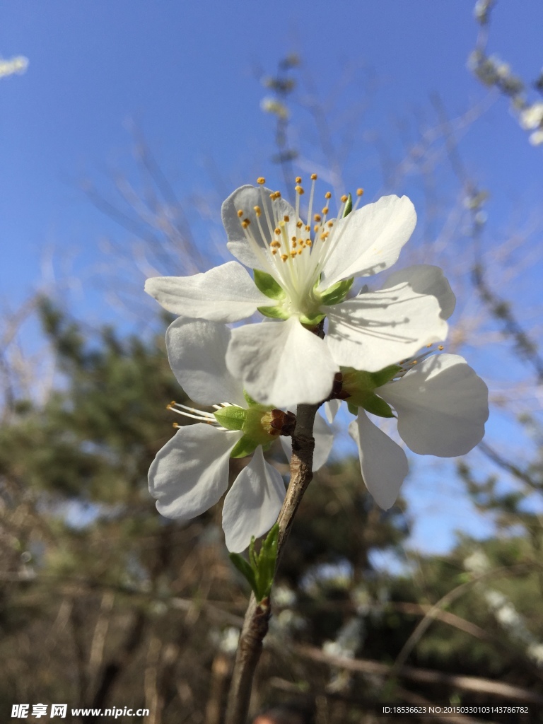 玉渊潭樱花