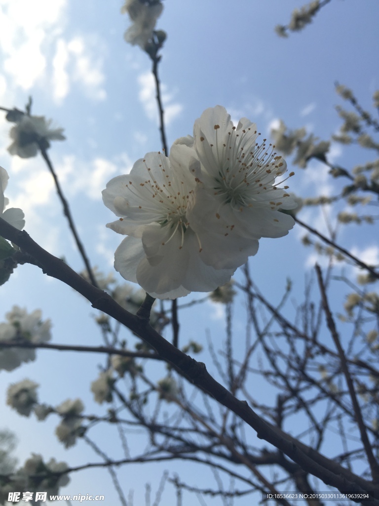 桃花