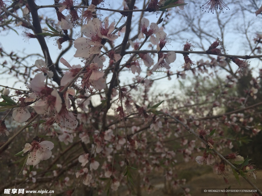 【2021元宵节，春天来的早，家乡桃花开的火红。摄影图片】生态摄影_享受大自然_太平洋电脑网摄影部落