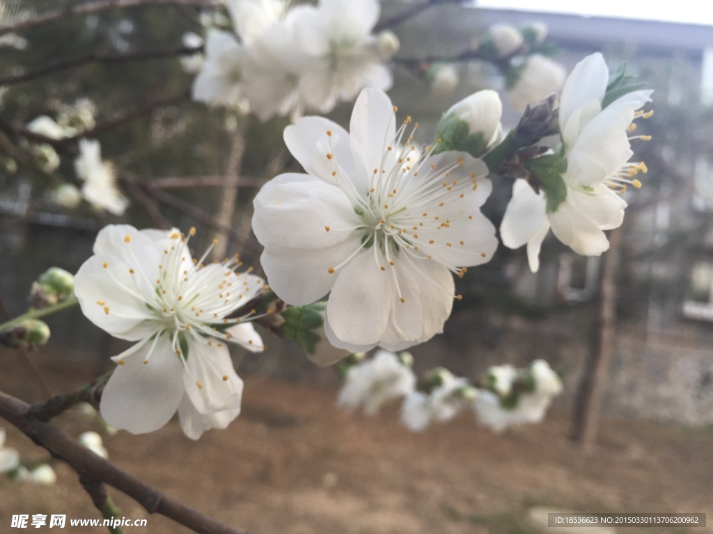 桃花