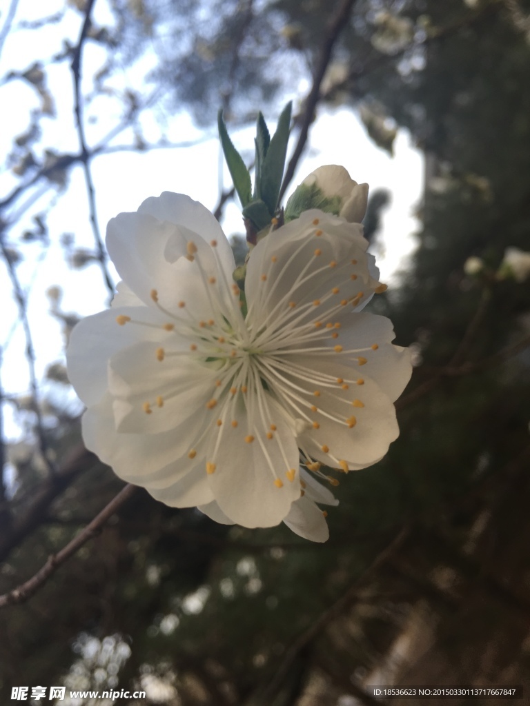 桃花