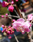 梅花