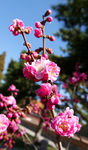 梅花