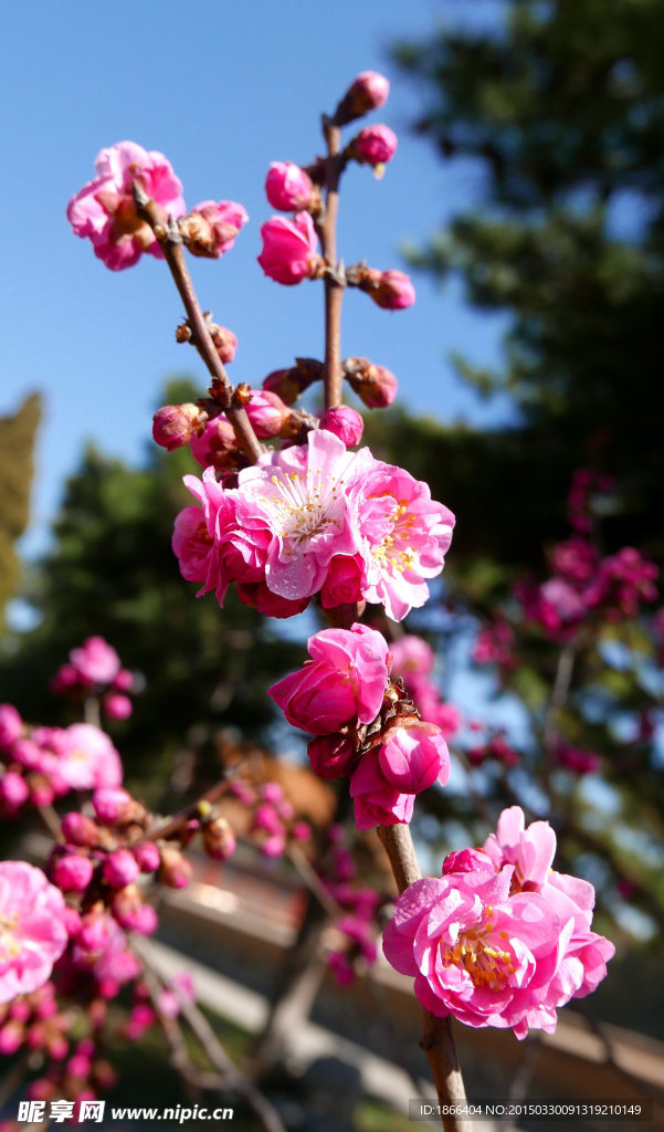 梅花