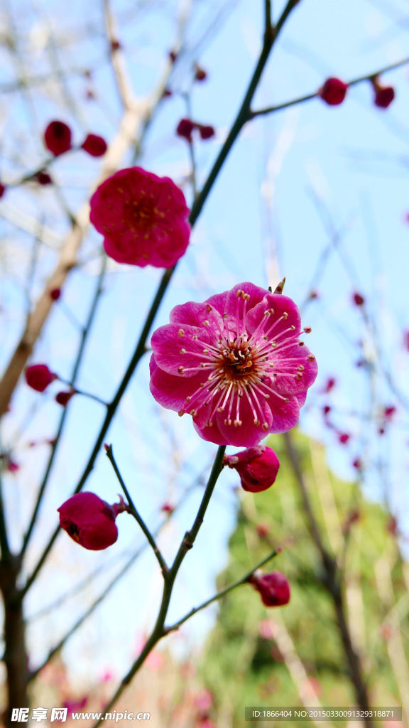 梅花