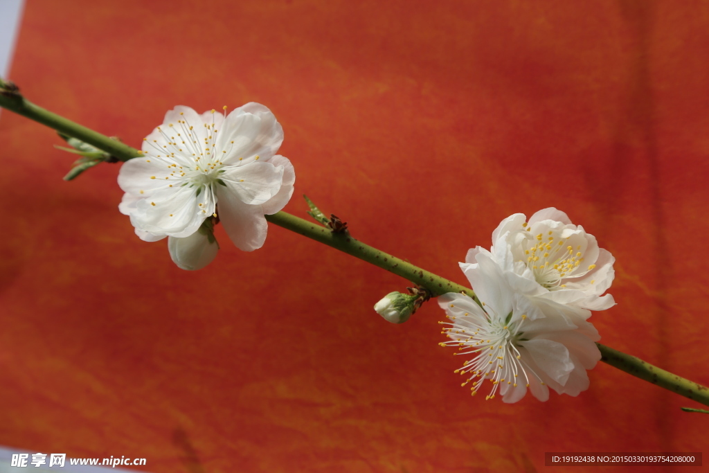 山桃花