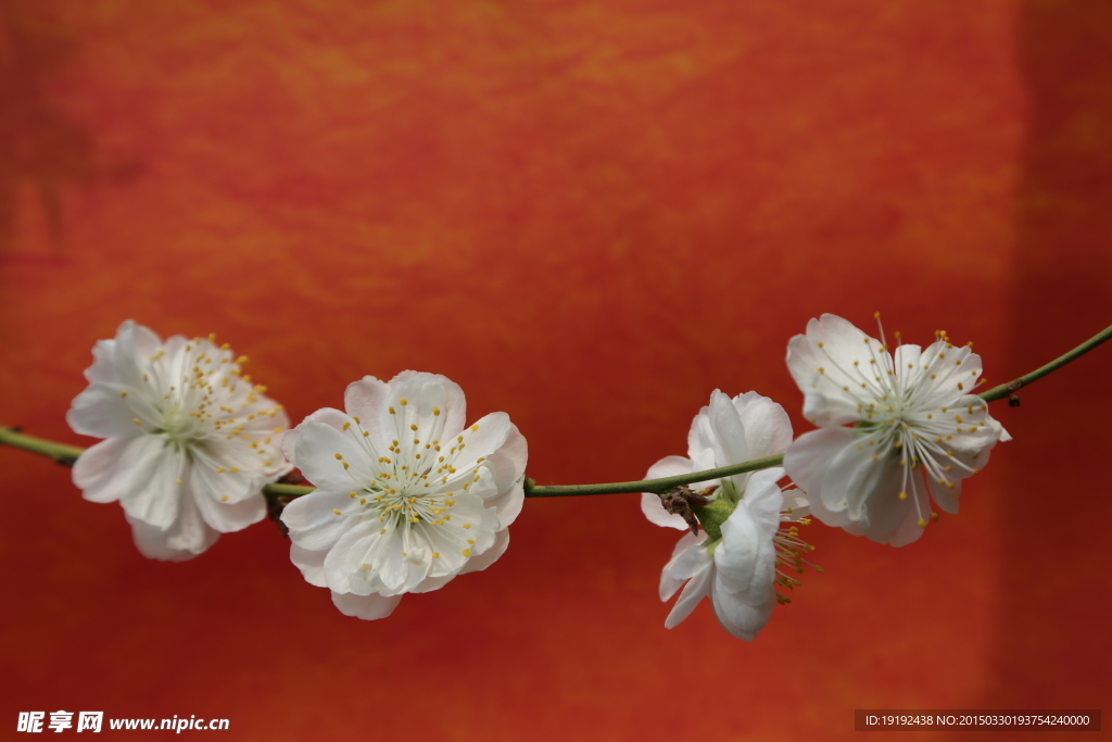 山桃花