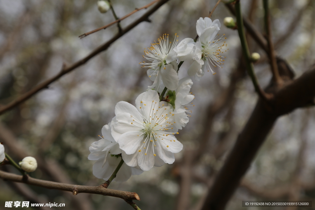 山桃花