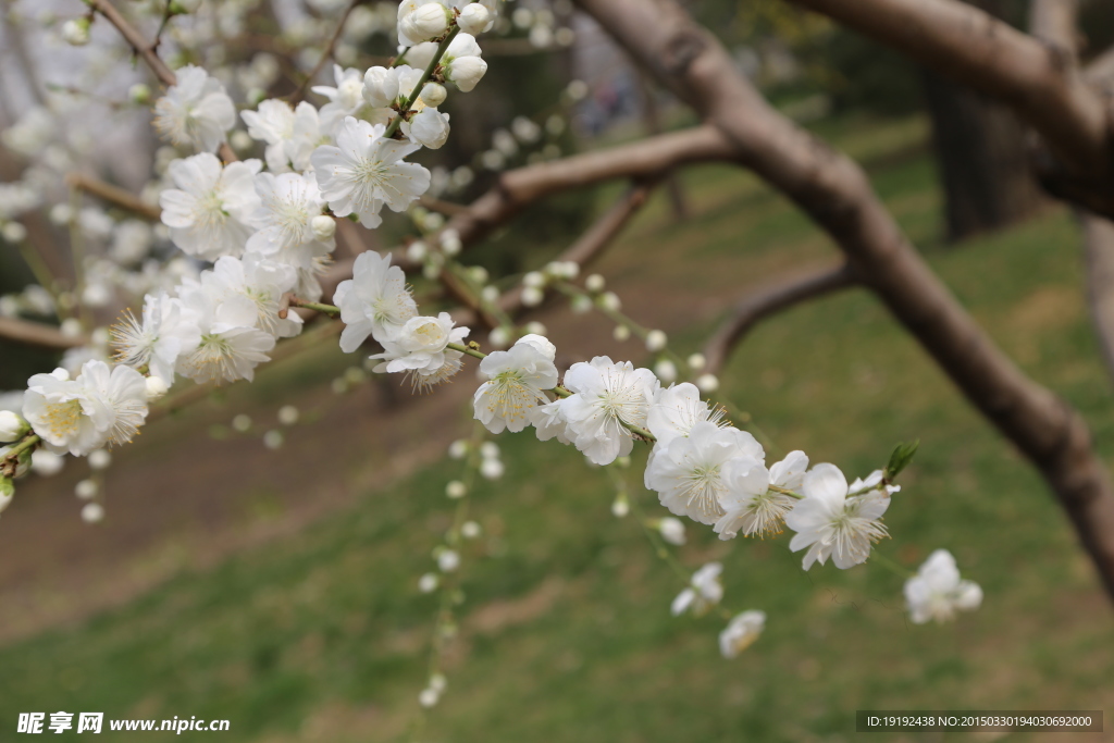 山桃花