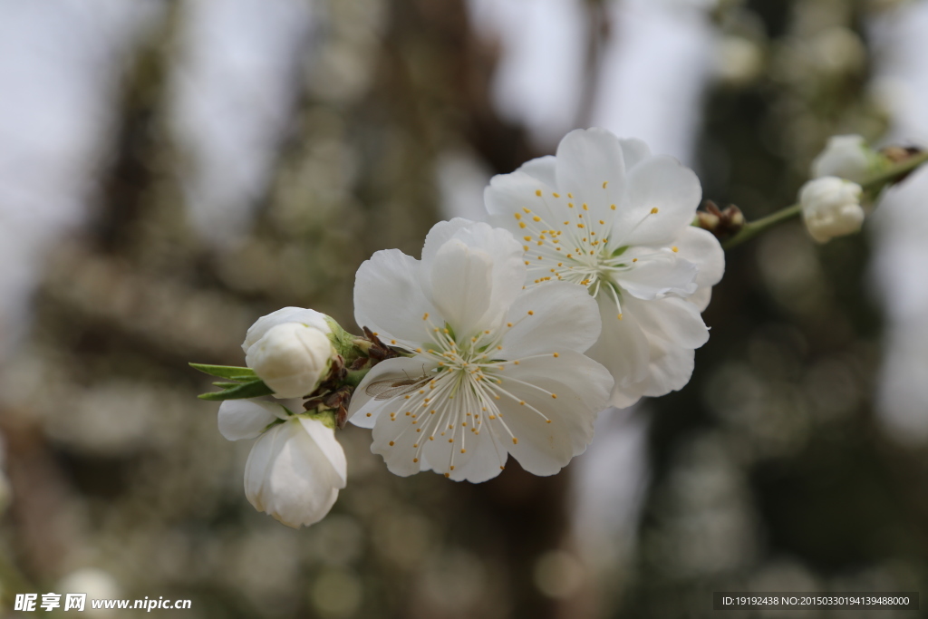 山桃花