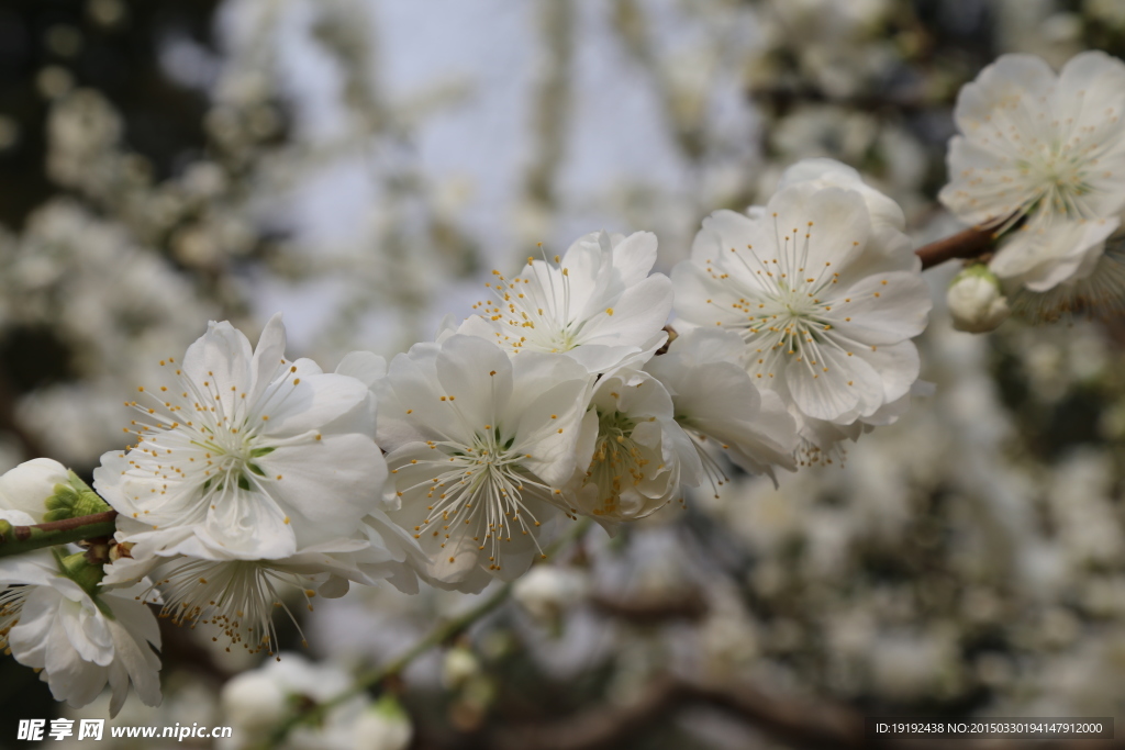 山桃花