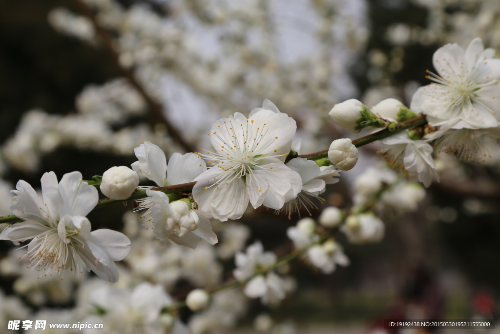 山桃花