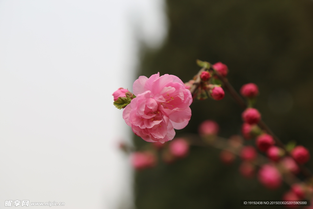 榆叶梅