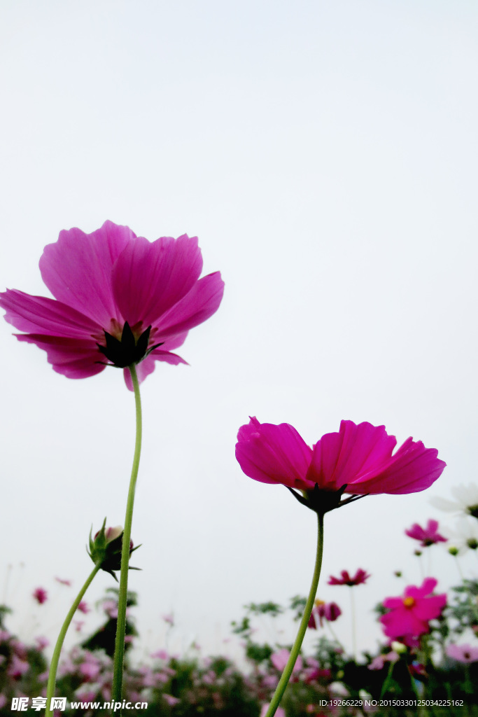 波斯菊