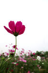 波斯菊