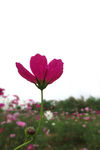 波斯菊