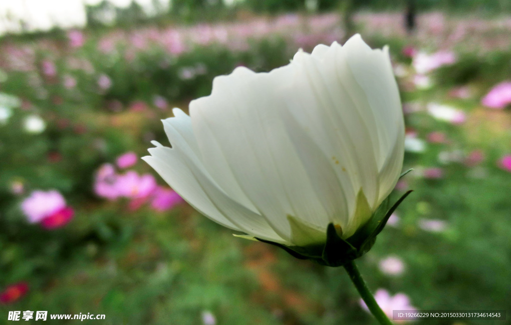 波斯菊