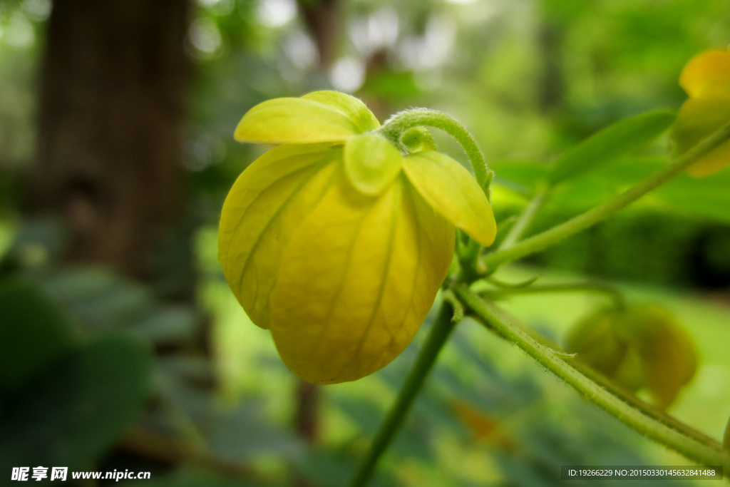 黄槐花