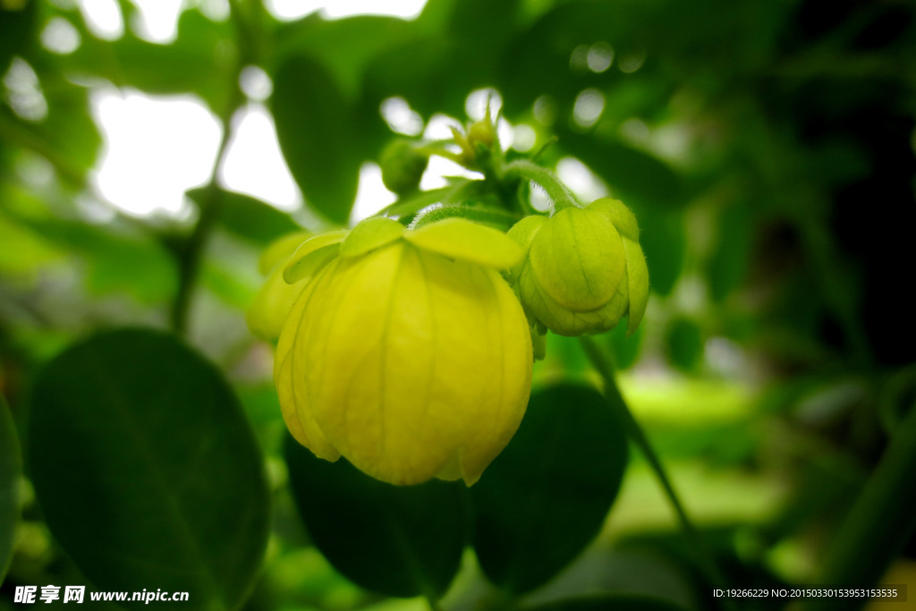 黄槐花