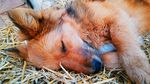 狗 犬 黄狗