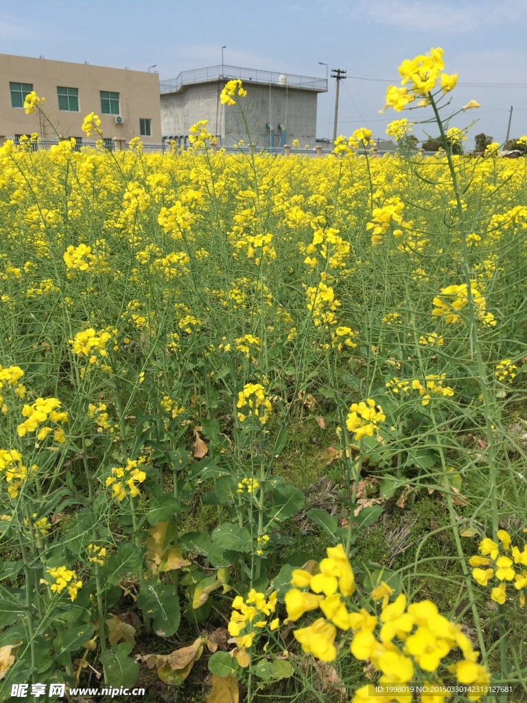 油菜花