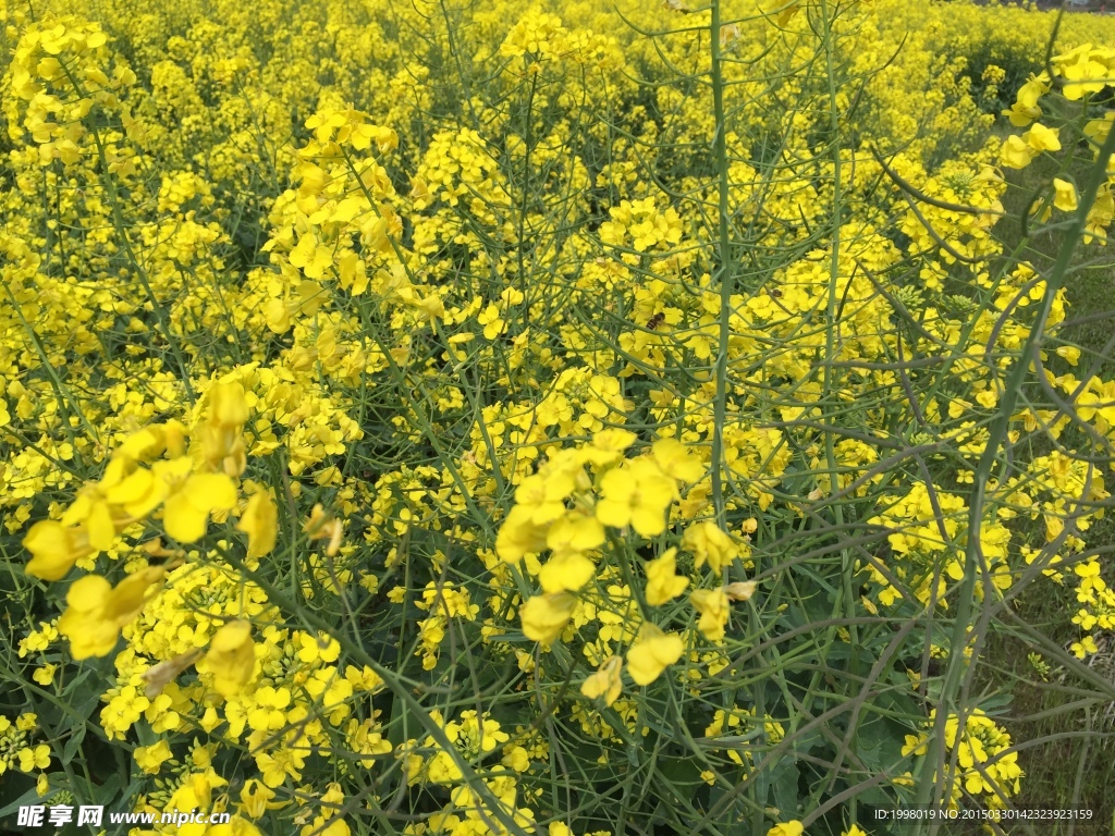 油菜花