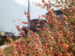 小花