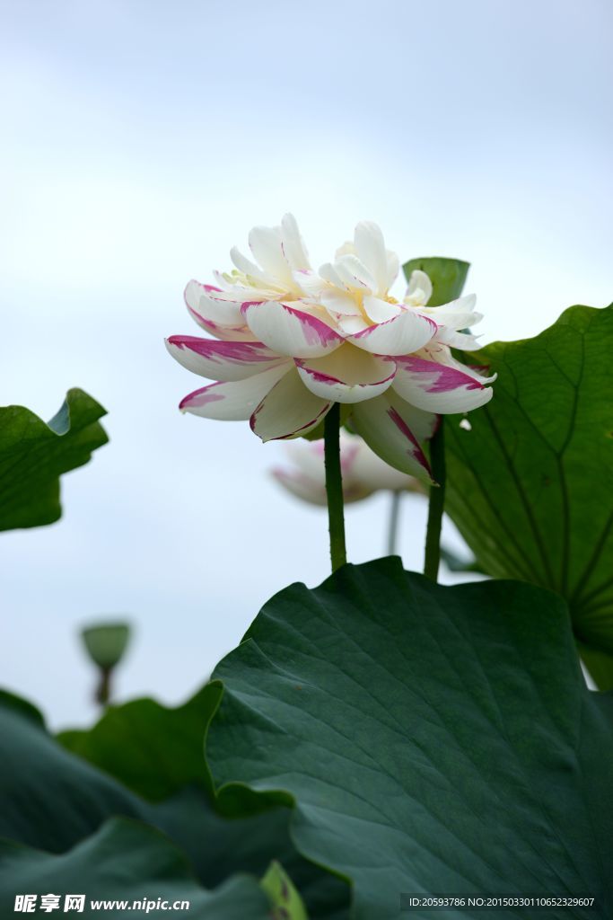 夏日荷花