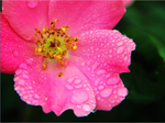 月季 玫瑰 rose