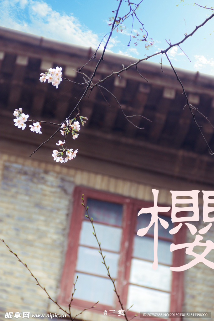 樱花抄