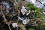 樱花抄