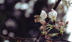 樱花抄