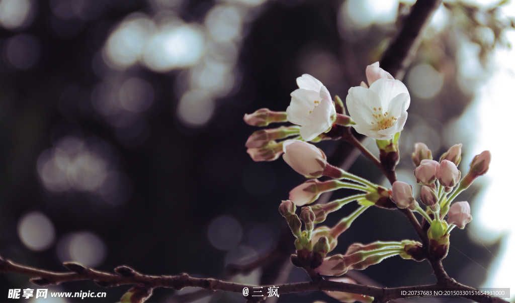 樱花抄
